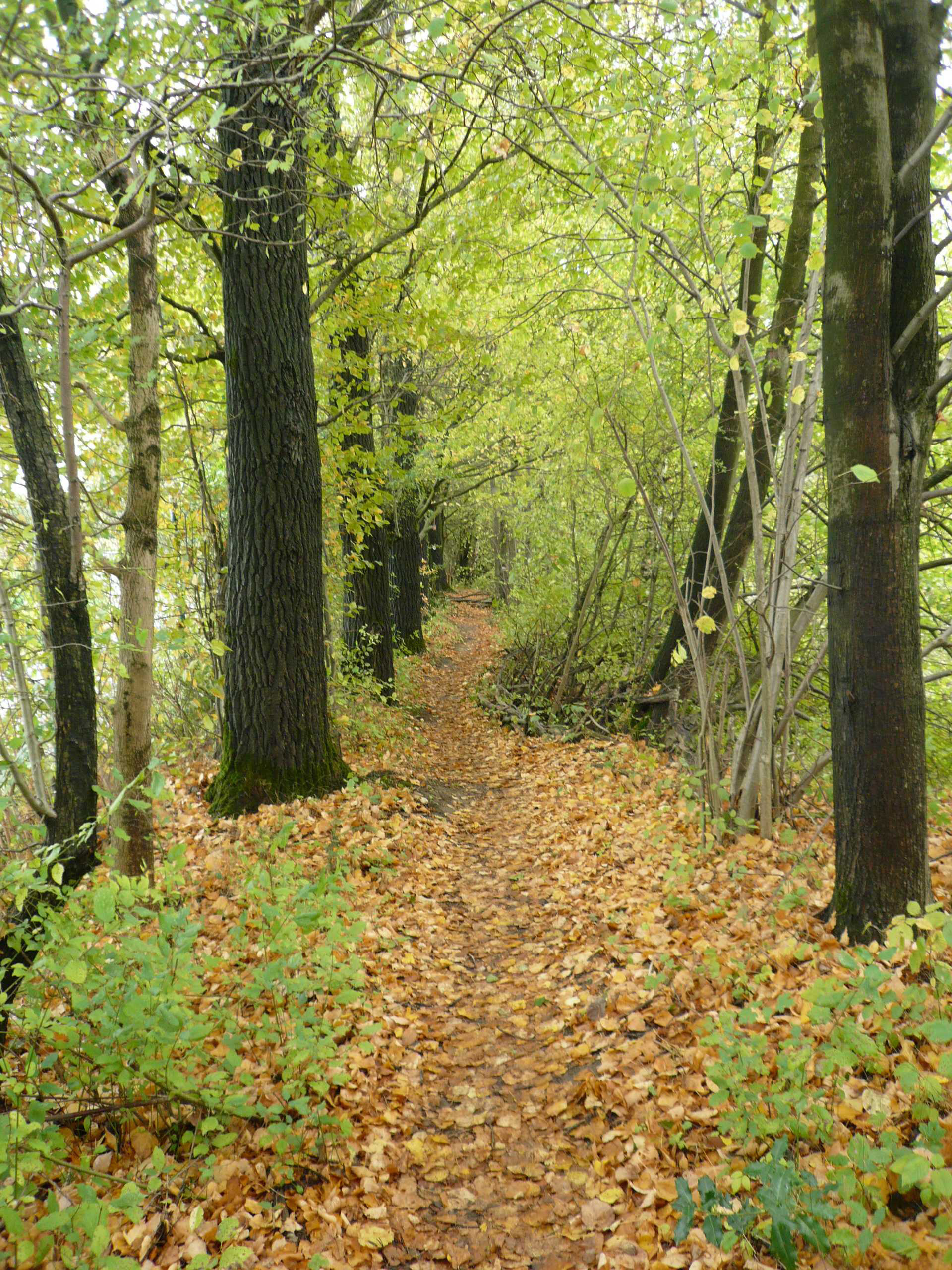 Der Weg zur Wand im Osten führt durch einen kleinen Wald - Foto: Katharina Foltz